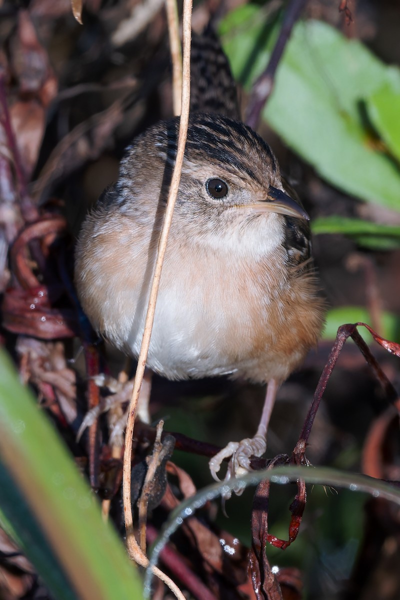 Sedge Wren - ML644762869