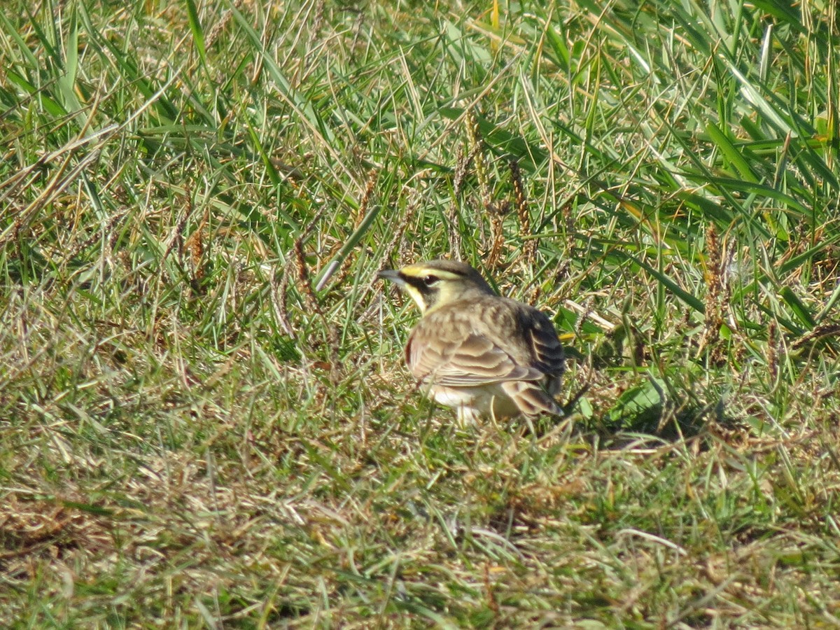 Horned Lark - ML644762872