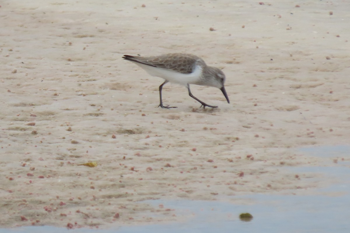 Gambecchio dell'Alaska - ML644762874