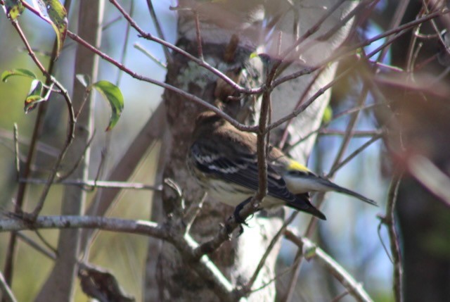 Yellow-rumped Warbler - ML644762889