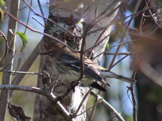 Yellow-rumped Warbler - ML644762890