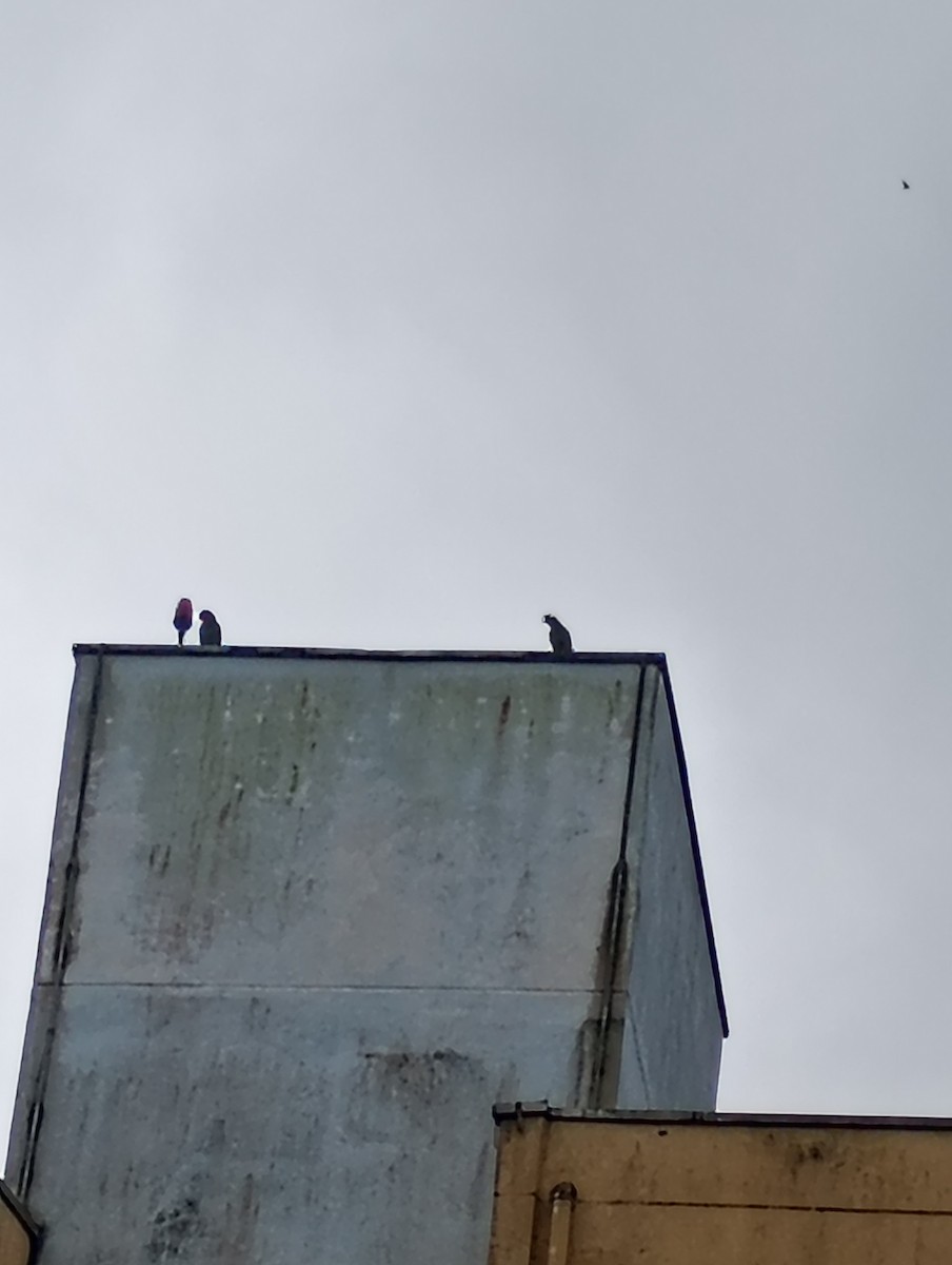 Amazona Frentiazul - ML644762893