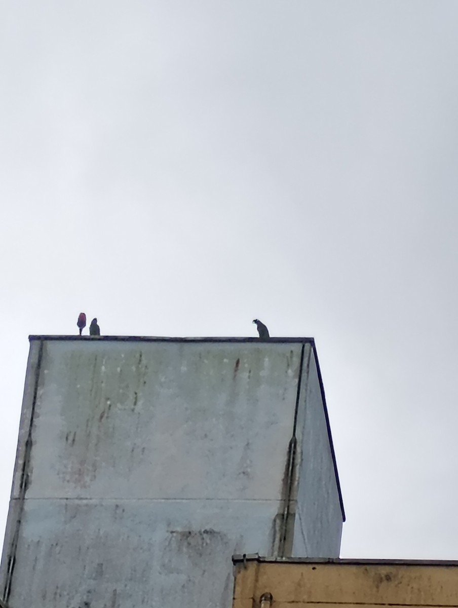 Amazona Frentiazul - ML644762894