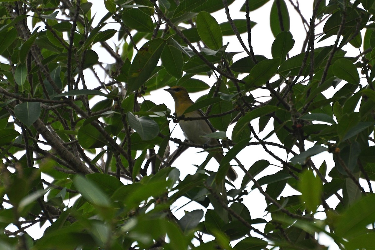 Bullock's Oriole - ML644762908
