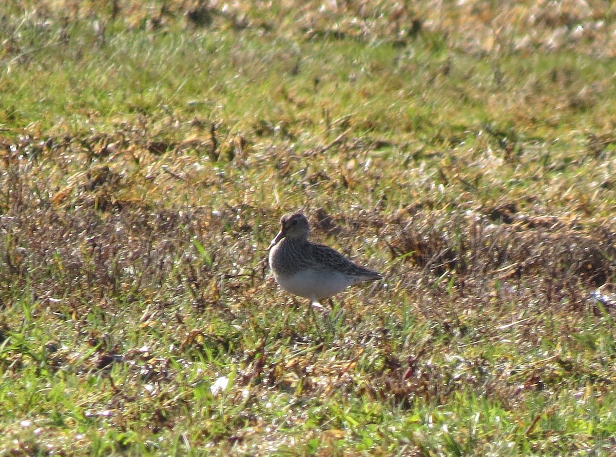 Pectoral Sandpiper - ML644762918