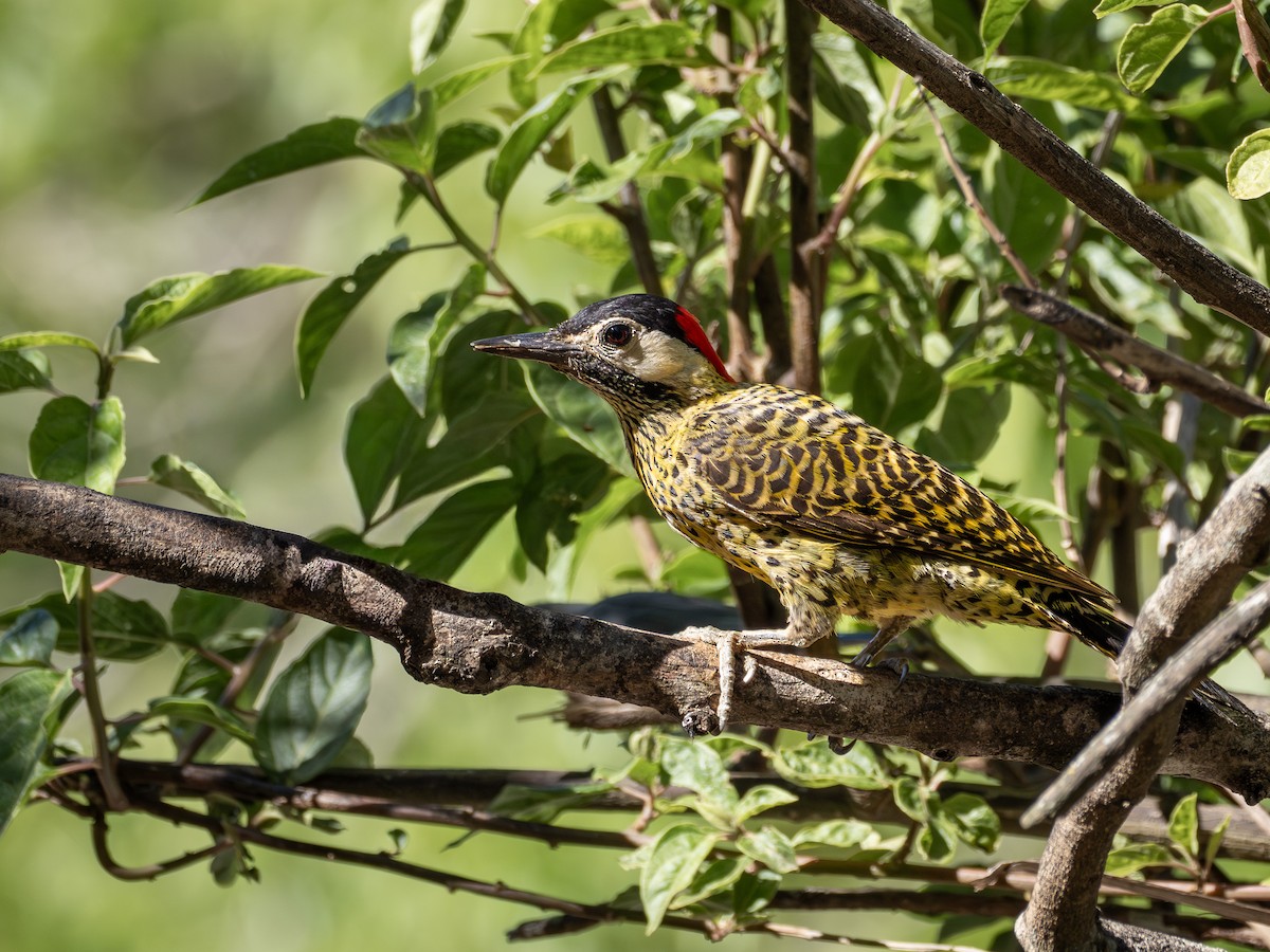 Green-barred Woodpecker - ML644762920