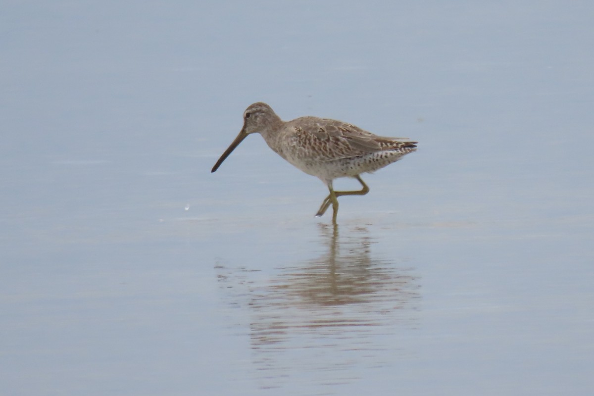 Short-billed Dowitcher - ML644762921