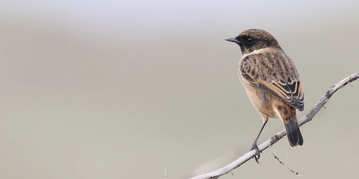 Трав'янка чорноголова - ML644762923