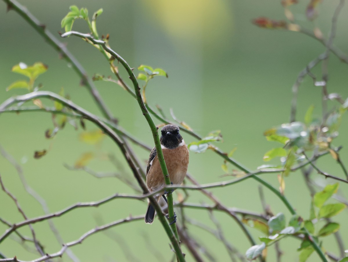 Трав'янка чорноголова - ML644762924