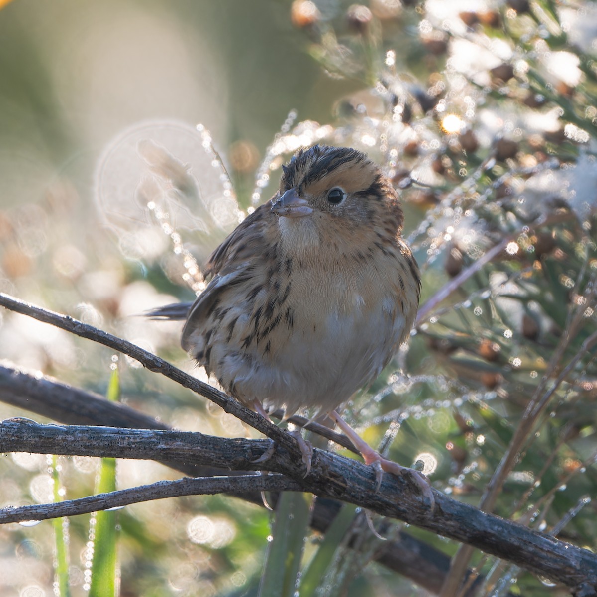 LeConte's Sparrow - ML644762940