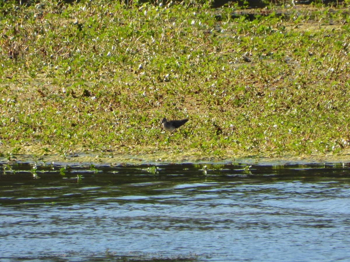 Solitary Sandpiper - ML644762941