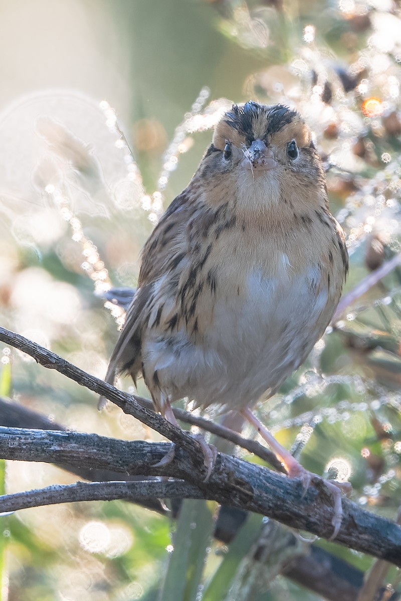 LeConte's Sparrow - ML644762942