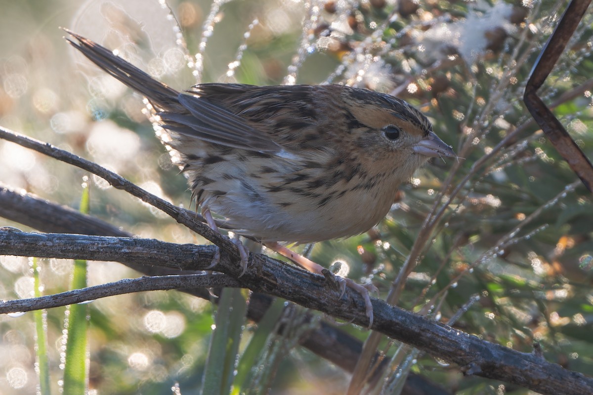 LeConte's Sparrow - ML644762943