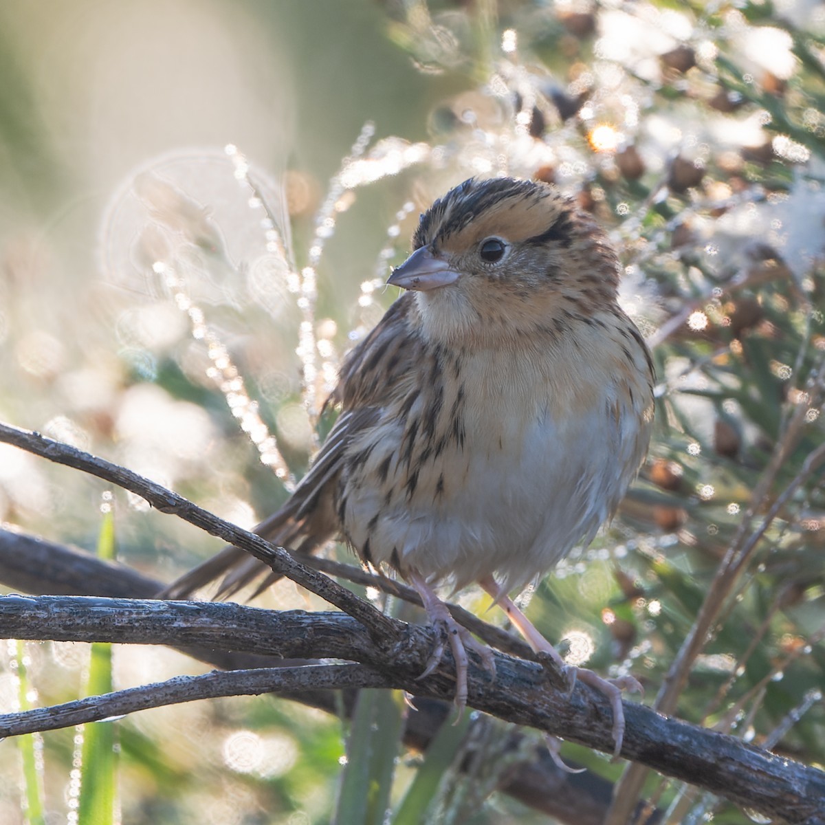 LeConte's Sparrow - ML644762944