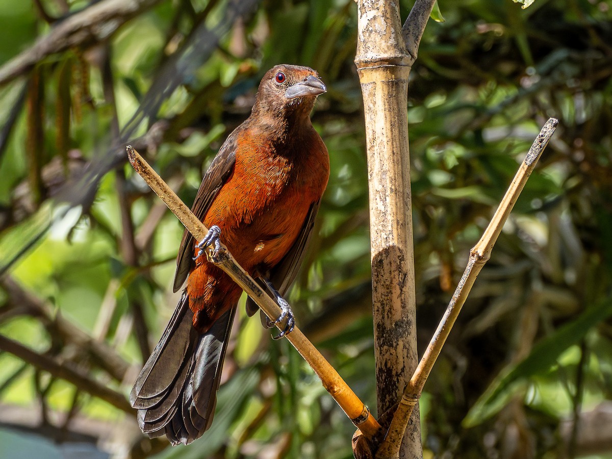 Silver-beaked Tanager - ML644762951