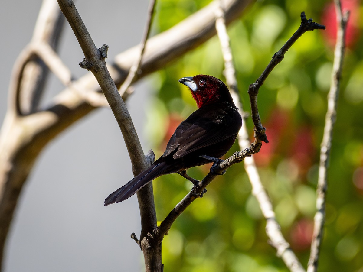 Silver-beaked Tanager - ML644762952