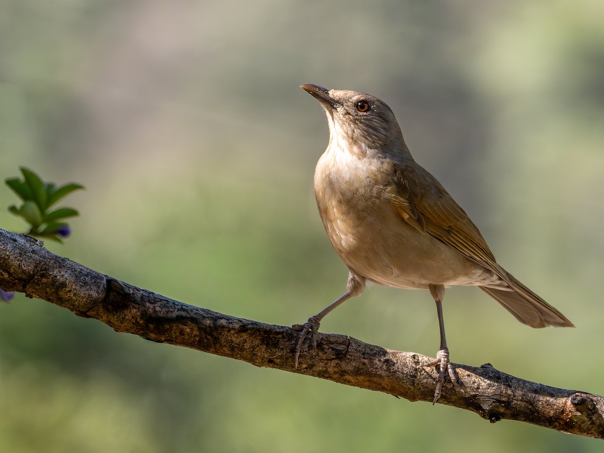 Pale-breasted Thrush - ML644762956