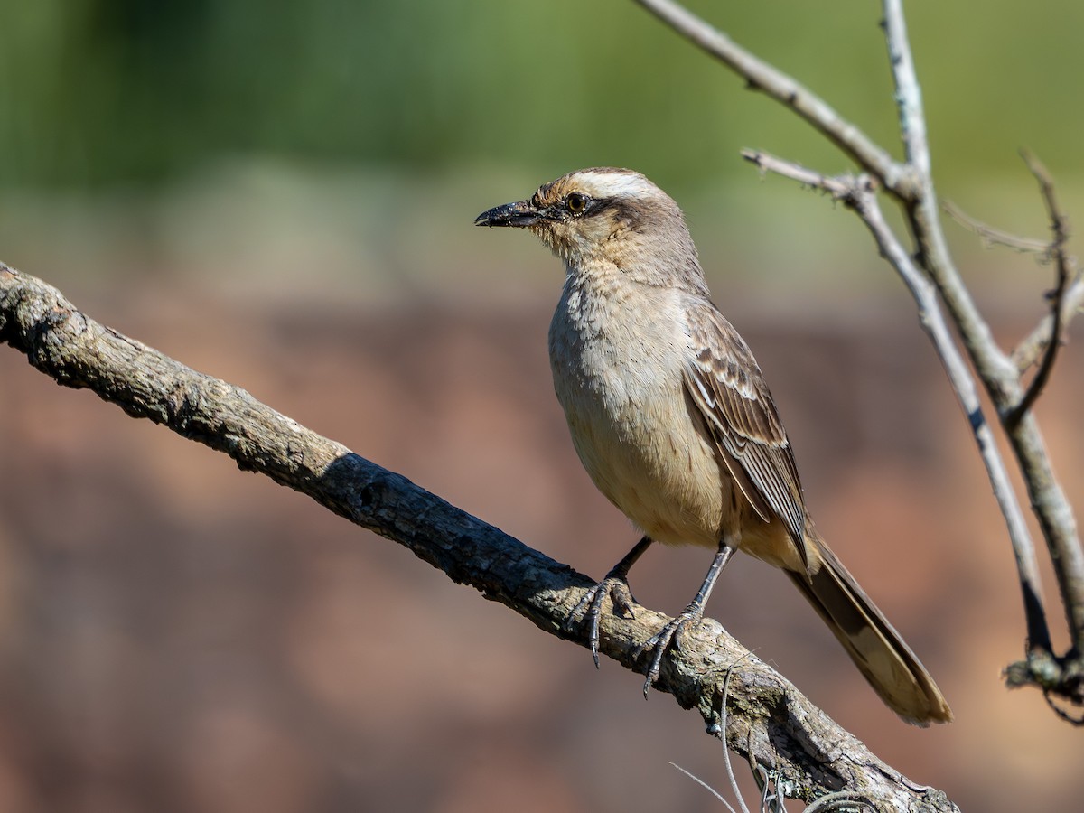 Kampo Taklitçisi - ML644762959