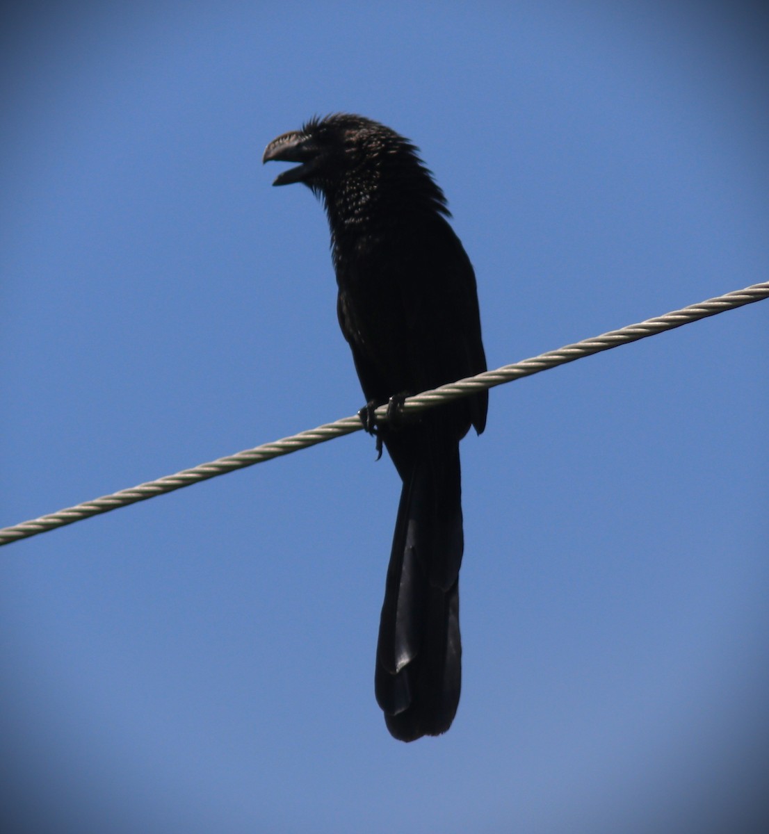 Düz Gagalı Ani - ML644762966