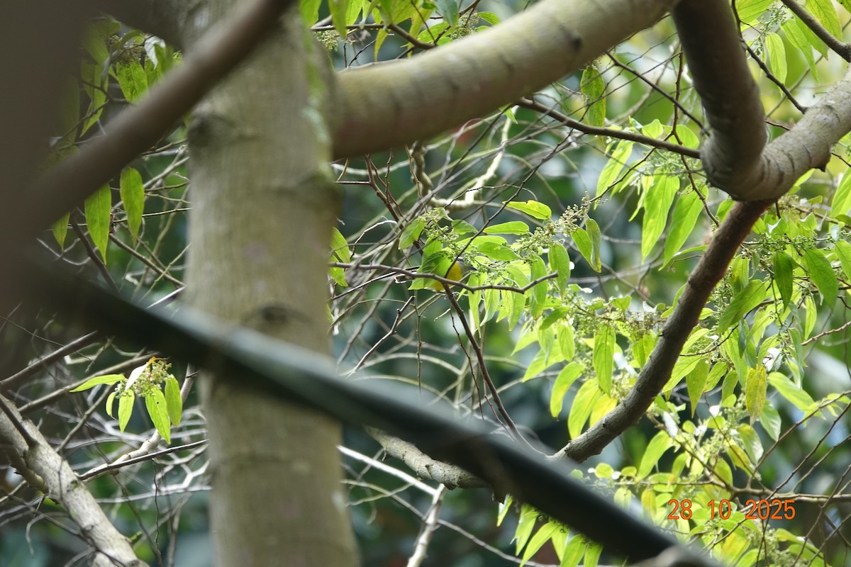 Bananaquit - ML644762971