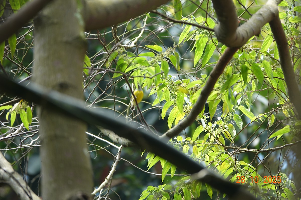 Bananaquit - ML644762972