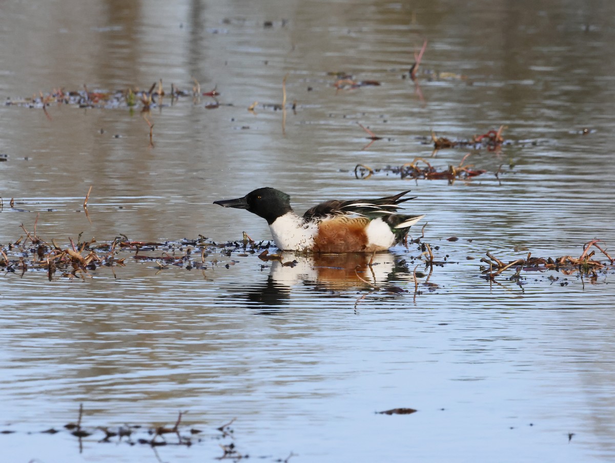 Canard souchet - ML644762975