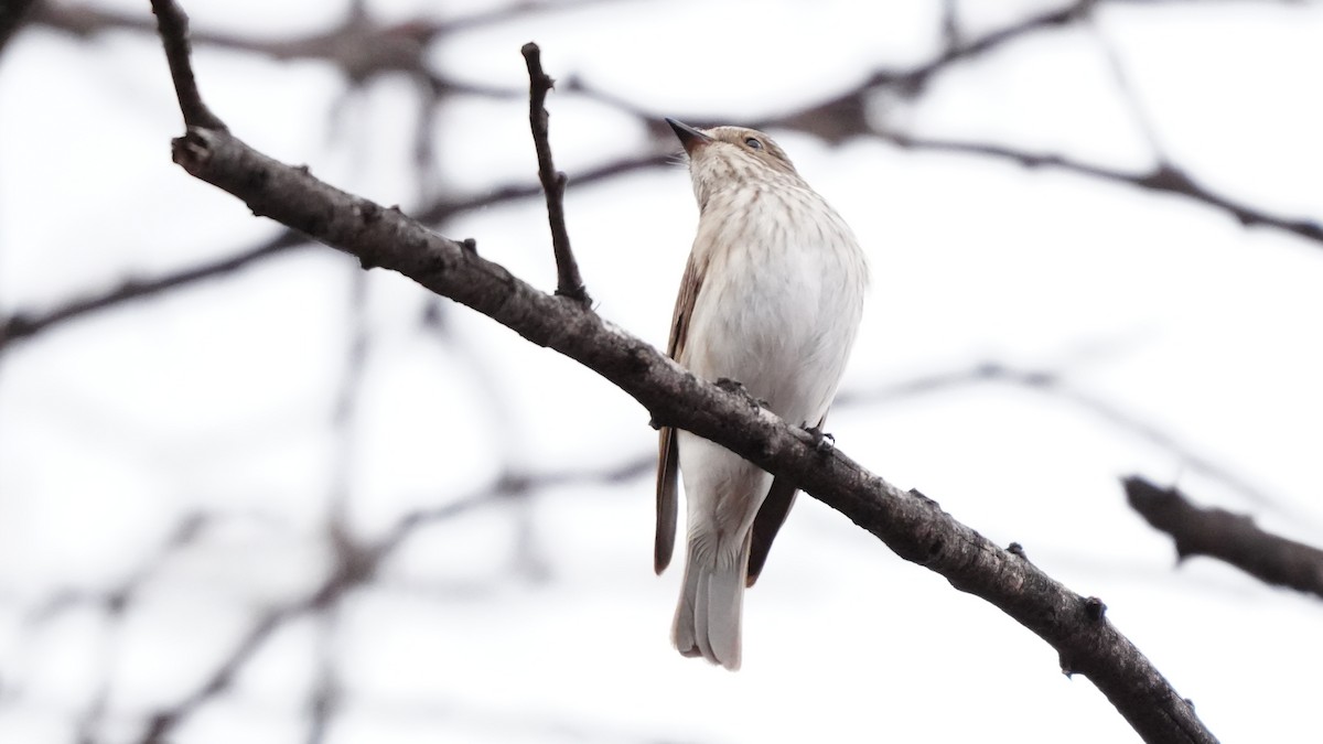 Spotted Flycatcher - ML644762982