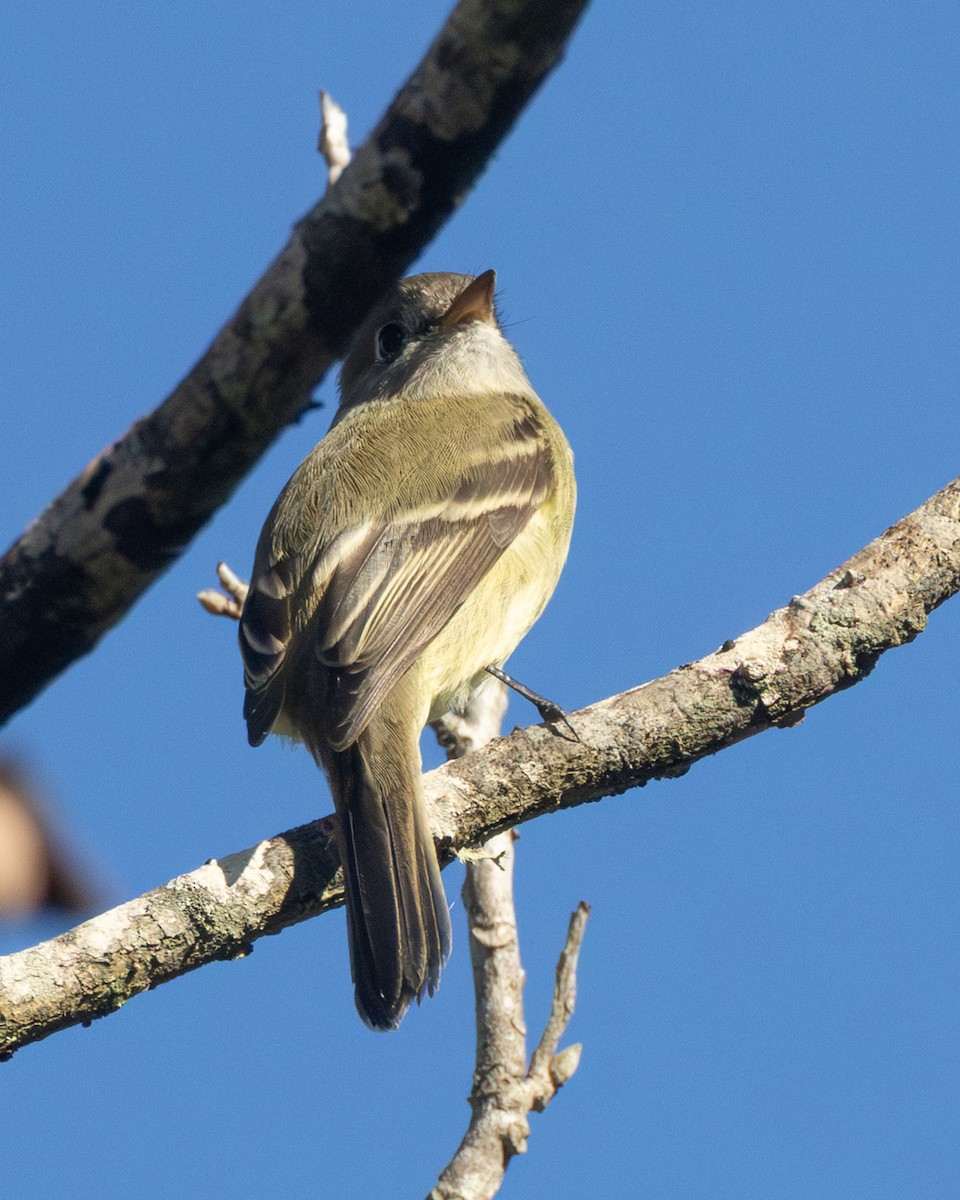 Hammond's Flycatcher - ML644763001