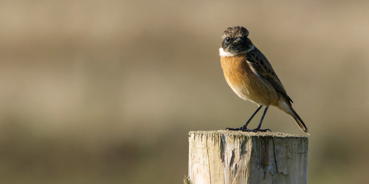 Трав'янка чорноголова - ML644763008