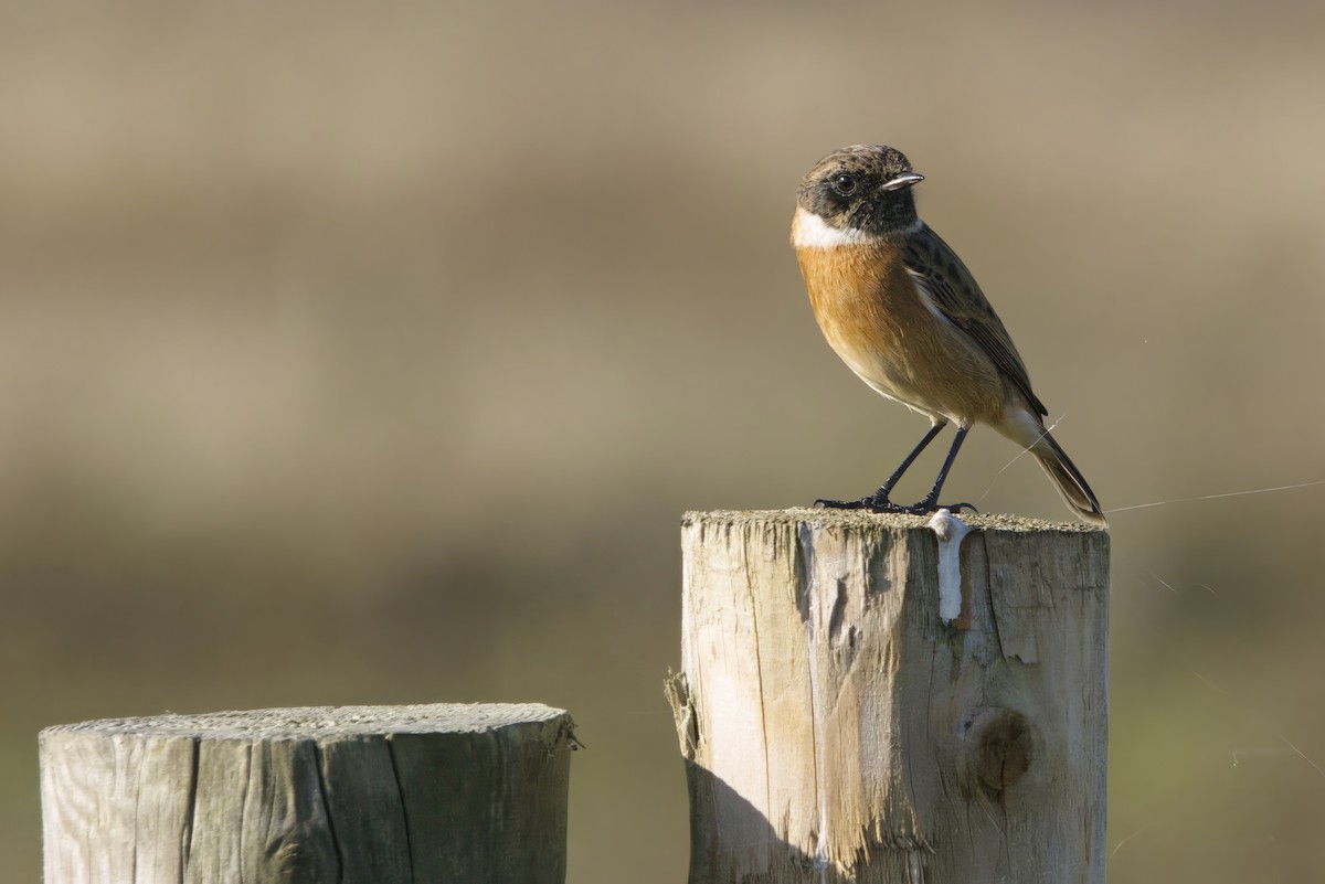 Трав'янка чорноголова - ML644763009