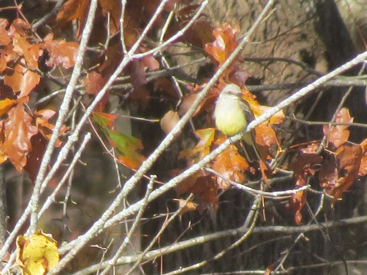 Western Kingbird - ML644763030