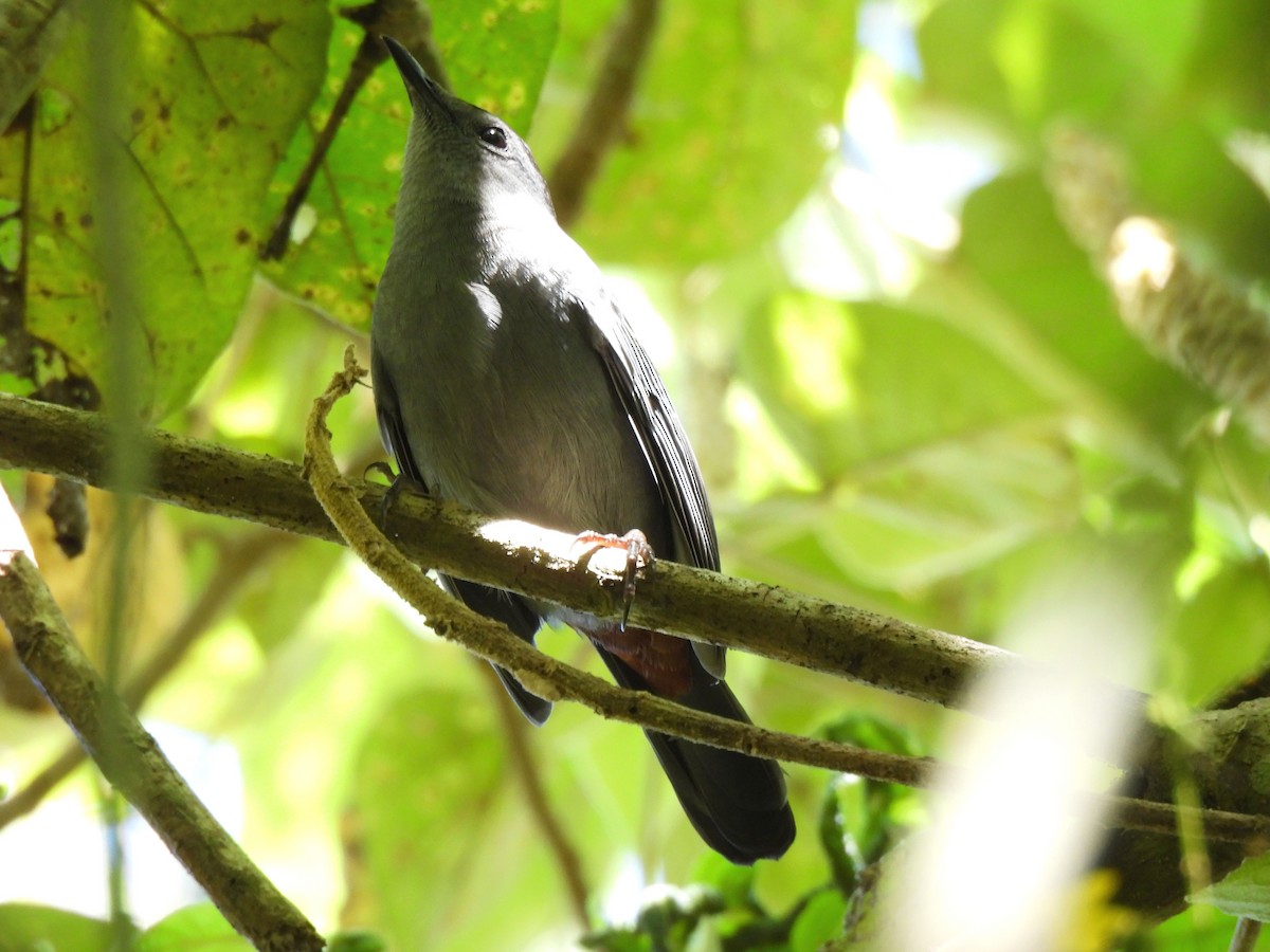 Gray Catbird - ML644763031