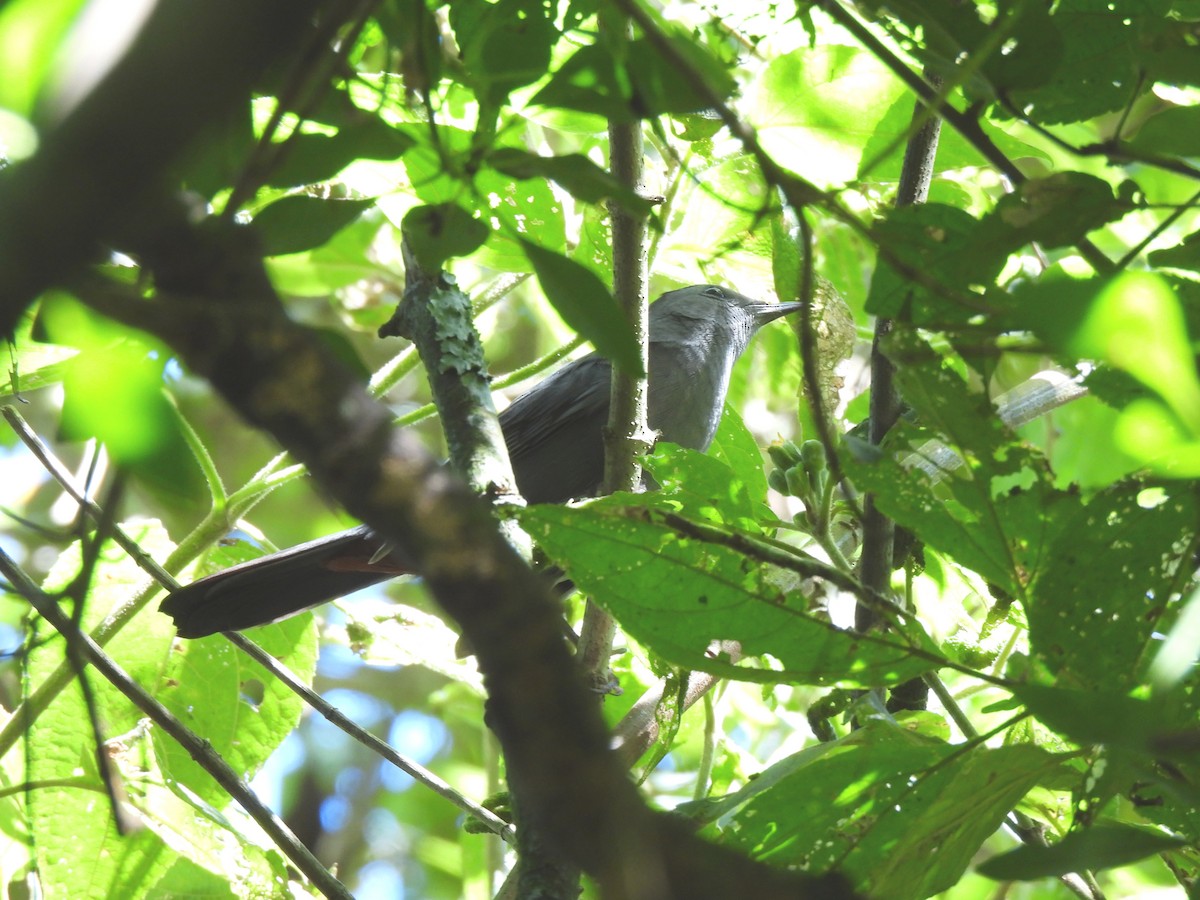 Gray Catbird - ML644763032