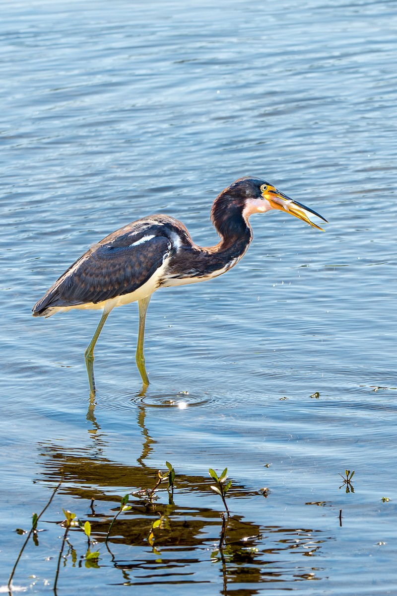 Tricolored Heron - ML644763033