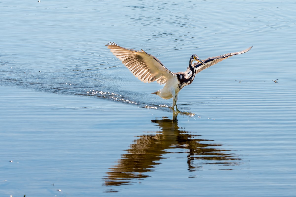 Tricolored Heron - ML644763034