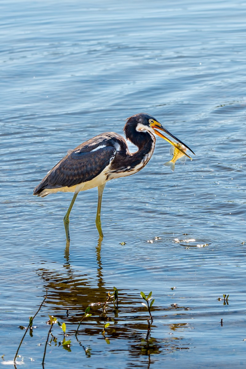 Tricolored Heron - ML644763035