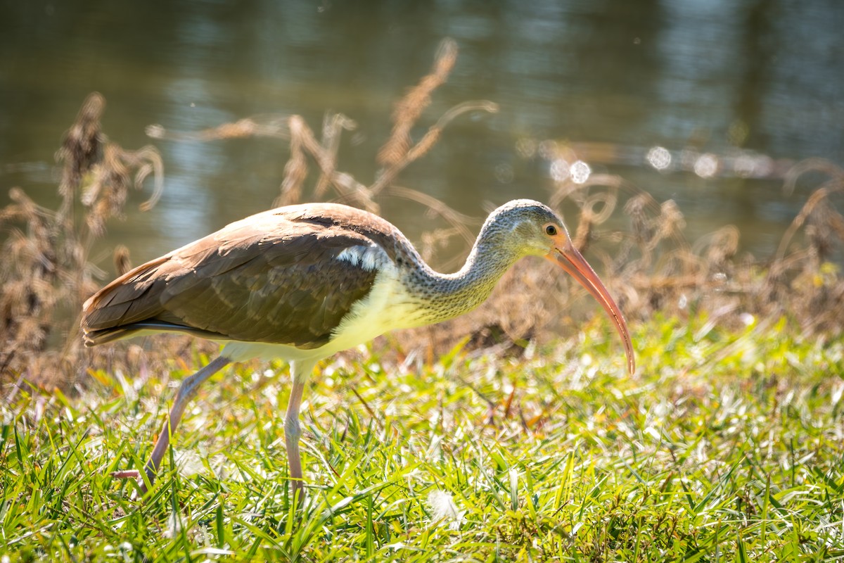 White Ibis - ML644763039