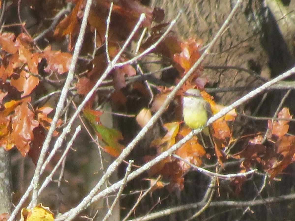 Western Kingbird - ML644763047