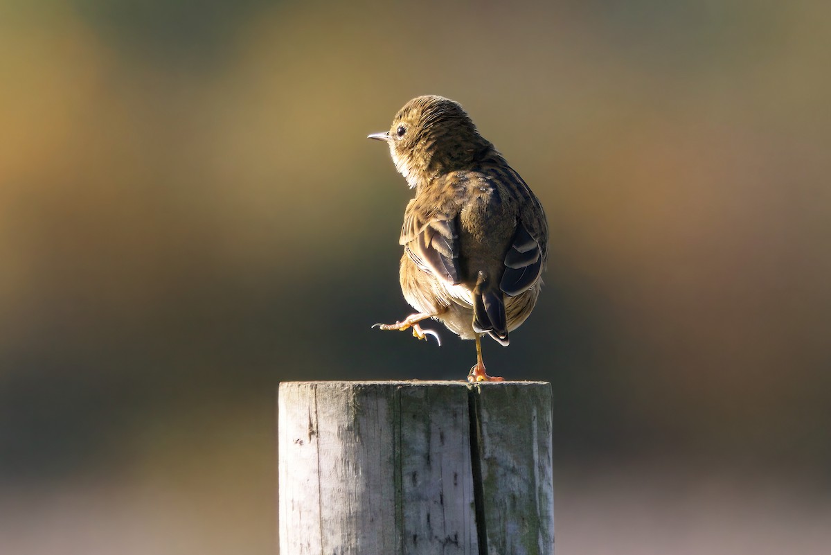 Pispola - ML644763048