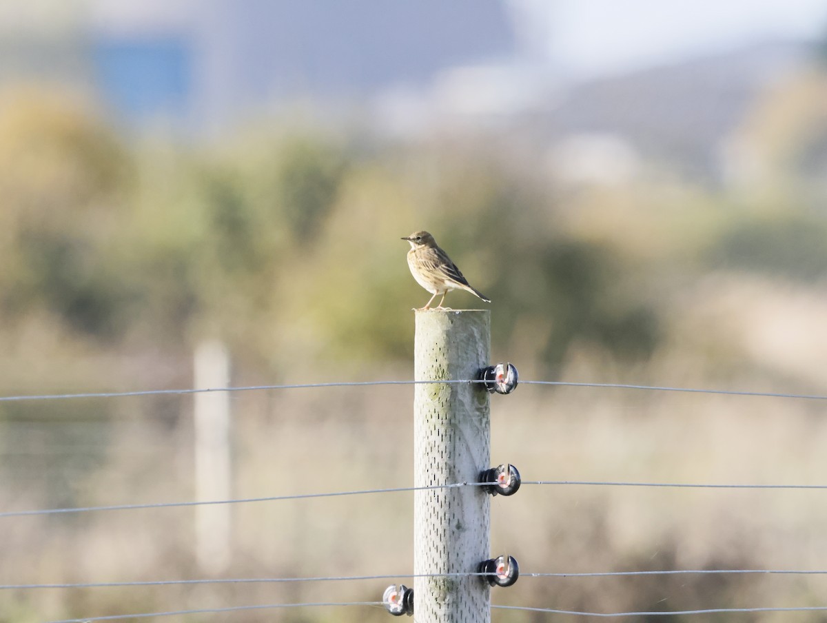 Pispola - ML644763049