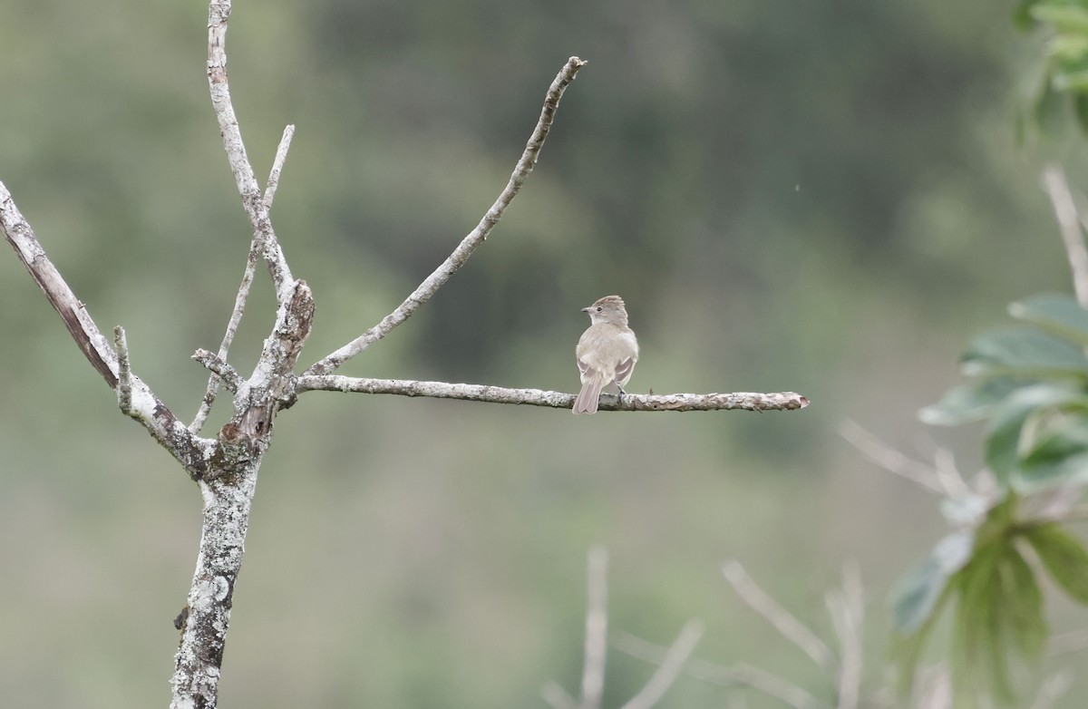 Yellow-bellied Elaenia - ML644763058