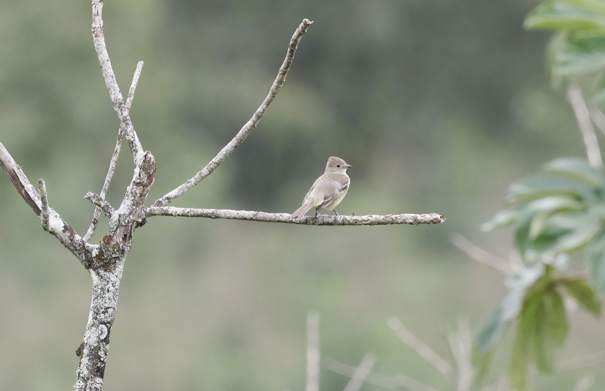 Yellow-bellied Elaenia - ML644763059