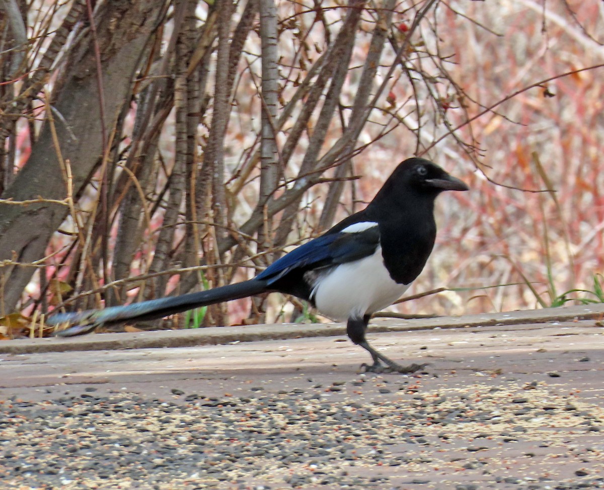 Black-billed Magpie - ML644763066