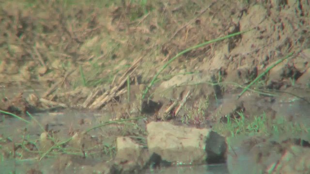 Citrine Wagtail - ML644763078