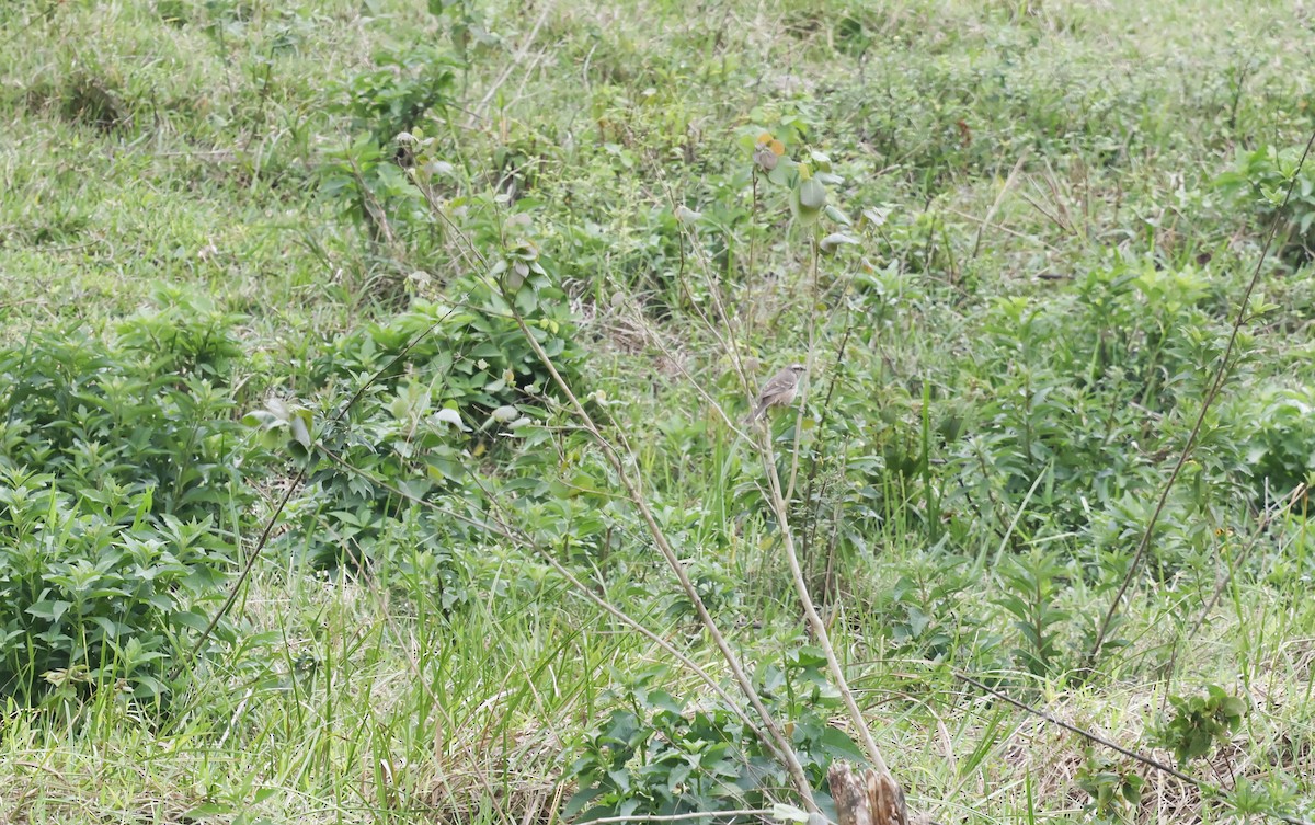 Kampo Taklitçisi - ML644763088