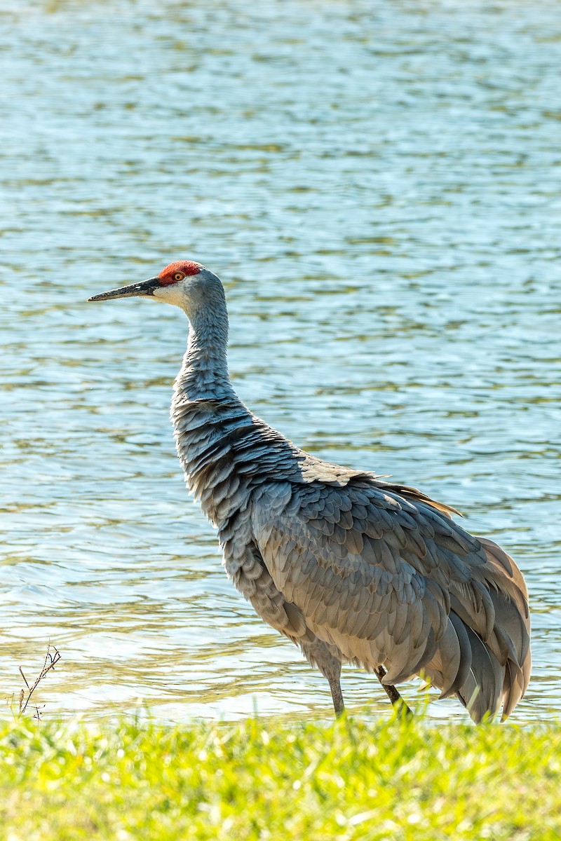 Sandhill Crane (Florida) - ML644763092