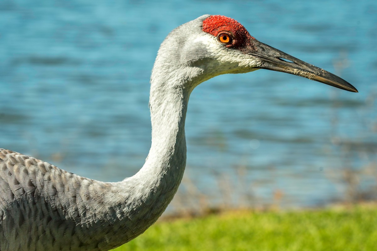 Sandhill Crane (Florida) - ML644763093