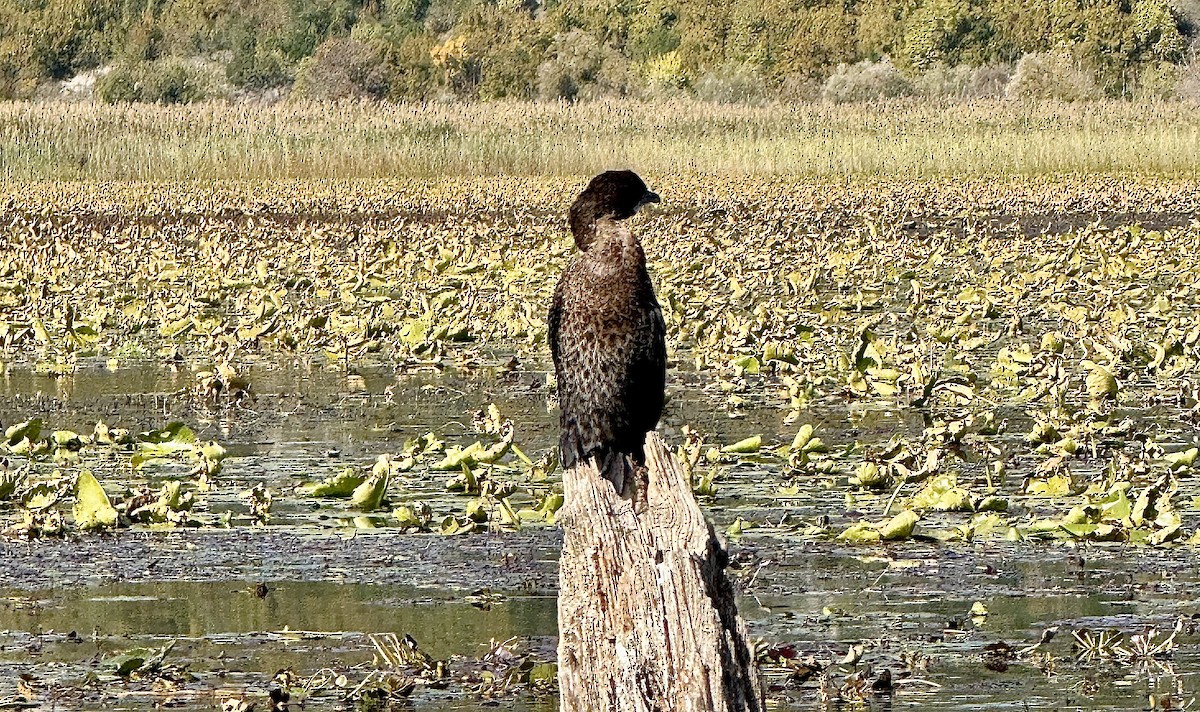 Pygmy Cormorant - ML644763096