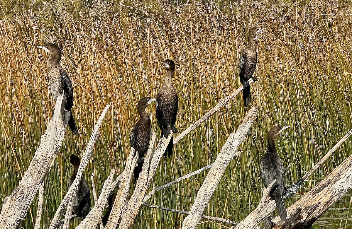 Pygmy Cormorant - ML644763100