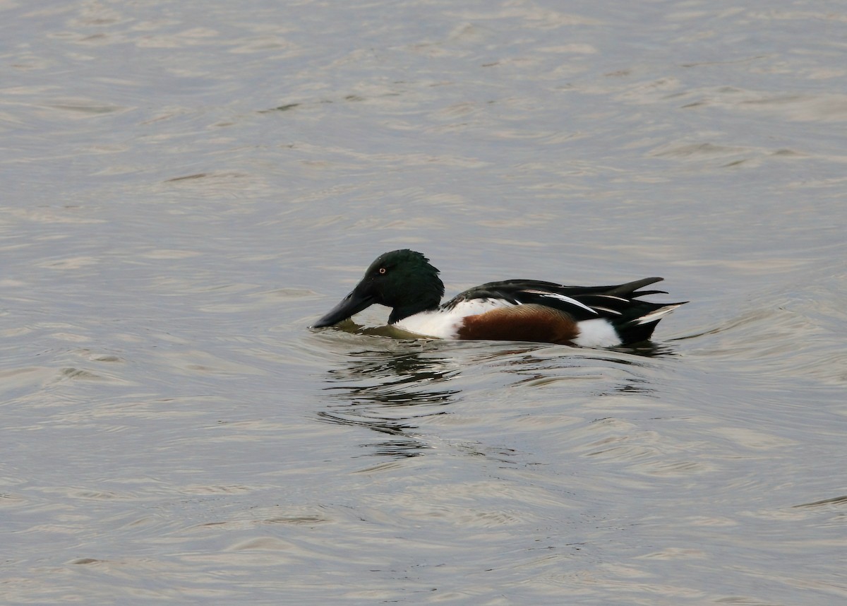 Canard souchet - ML644763103